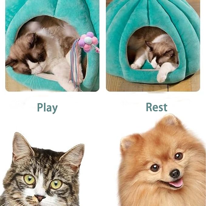 Teal pumpkin pet cave bed showing cat napping and dog resting inside