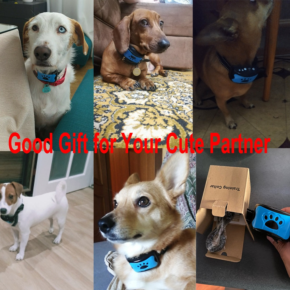Dog wearing blue anti-bark training collar with adjustable strap